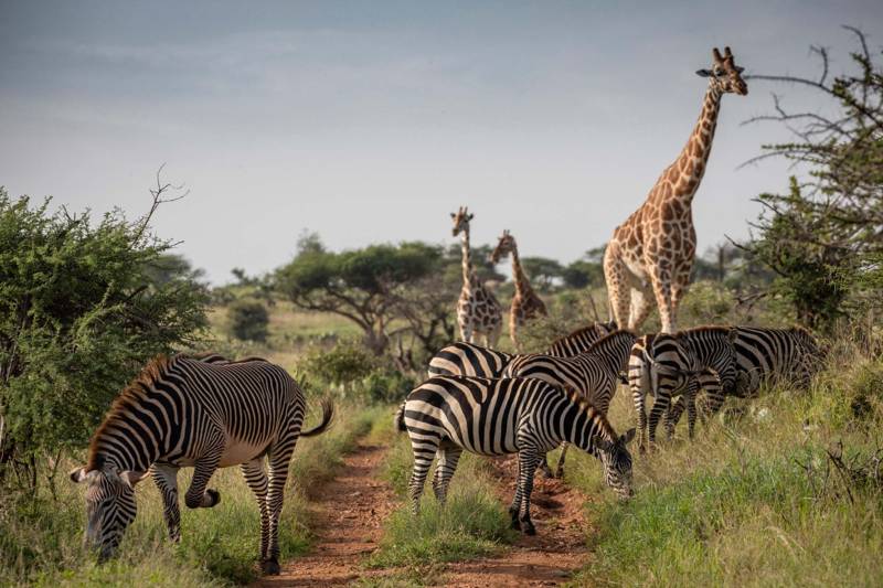 Elewana Loisaba Tented Camp - Photo 12