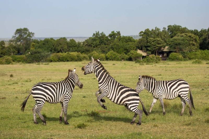 Great Plains Mara Nyika Camp - Photo 5