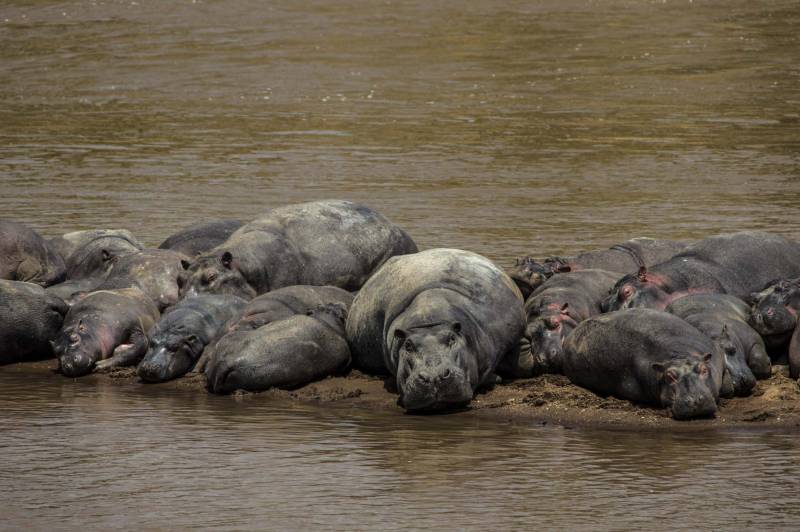 Great Plains Mara Expedition Camp - Photo 6