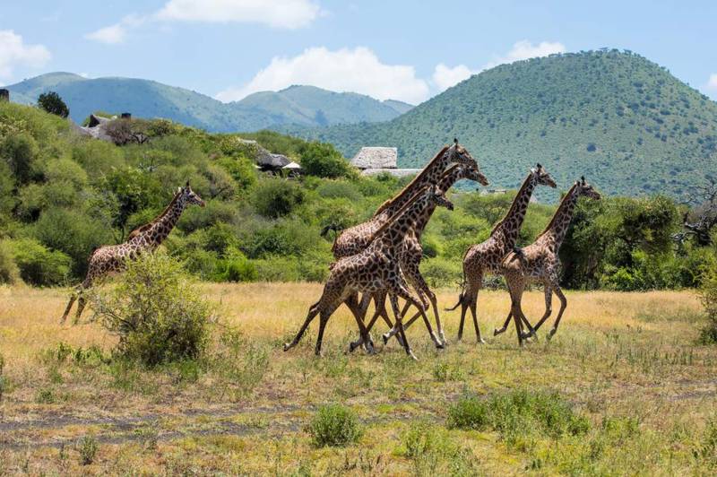 Great Plains Ol Donyo Lodge - Photo 6