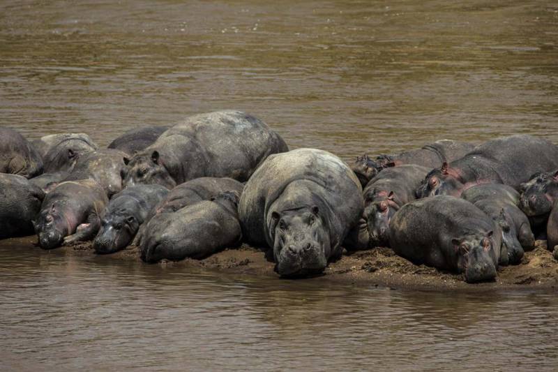 Great Plains Mara Toto Camp - Photo 8