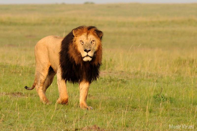 Mara Ngenche Camp - Photo 14