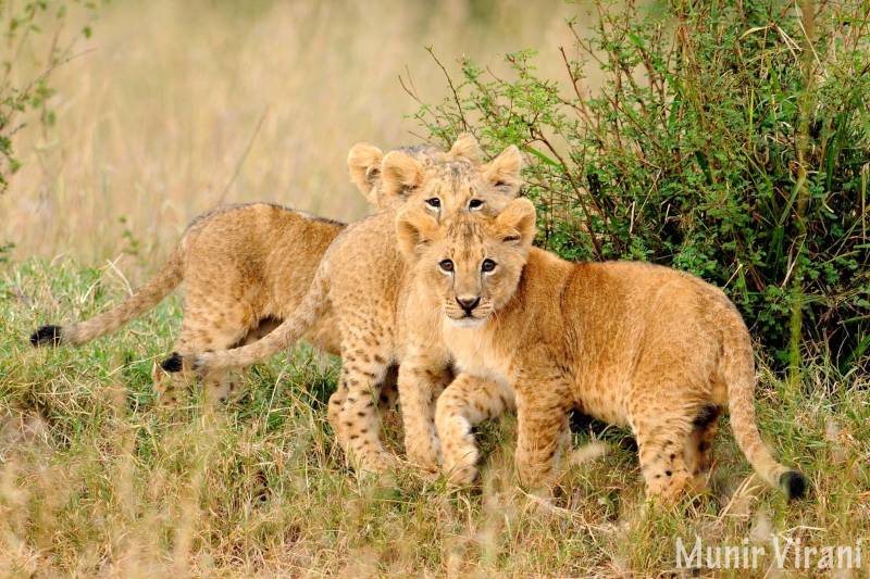 Tipilikwani Mara Camp - Photo 5