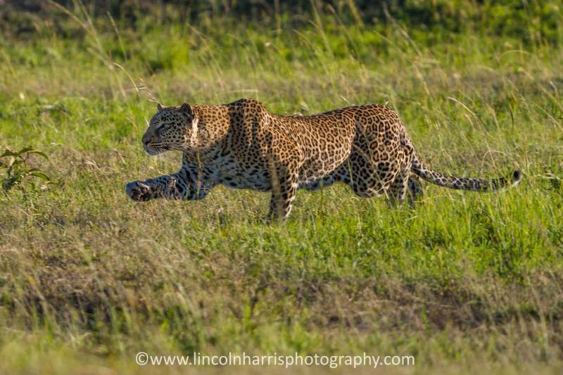 Mara Ngenche Camp - Photo 5