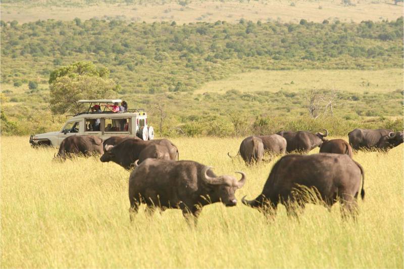 Sarova Mara Game Camp - Photo 13