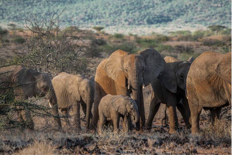 Sarova Shaba Game Lodge - Photo 13