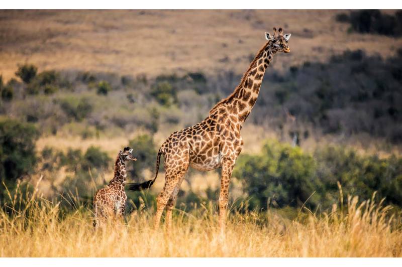 Sarova Mara Game Camp - Photo 14