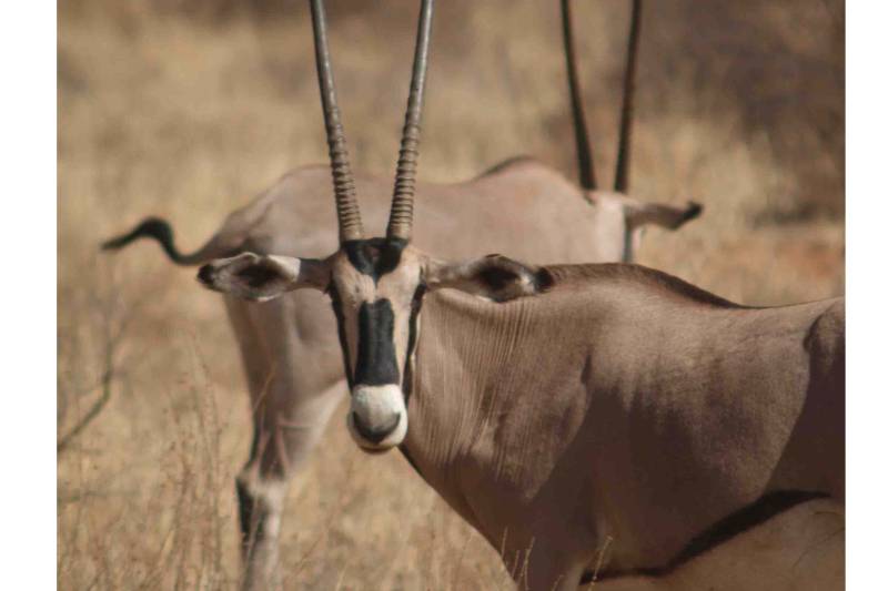 Sarova Shaba Game Lodge - Photo 5
