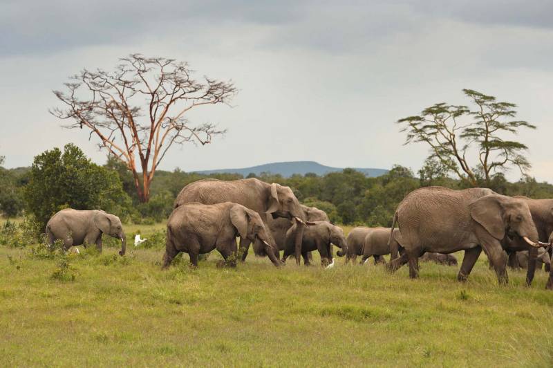 Asilia Ol Pejeta Bush Camp - Photo 9